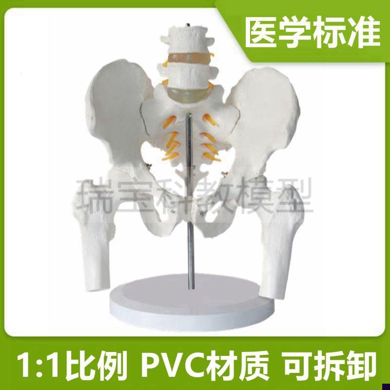 人体腰椎带盆骨模型1比1真实倒模产后康复功能Q瑜伽正骨健身馆练