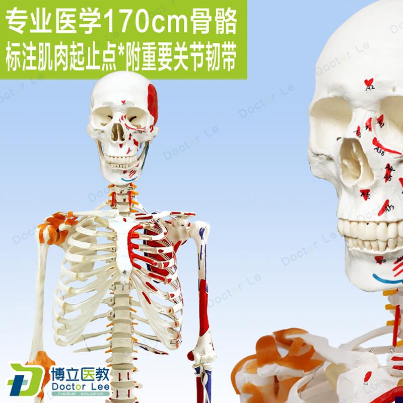 高端医用170CM骨r架附肌肉标识韧带脊柱解剖人体骨骼模型