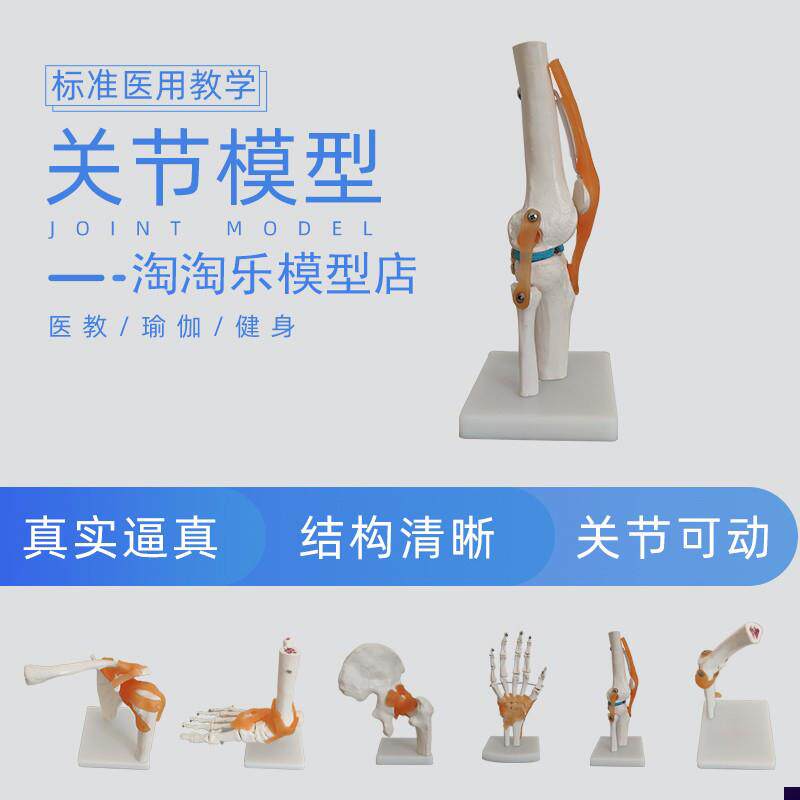 人体膝关节肩h关节肘髋手脚加固骨骼模型医学教用韧带颈椎腰椎塑
