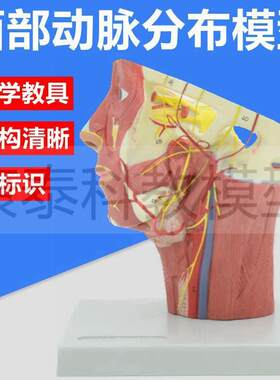 头颈解剖模型面部动脉静脉面神经临床外科教N学整形美容医患沟通