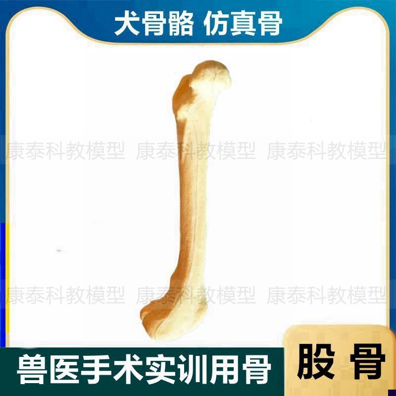犬四肢骨仿真狗骨骼n模型腿骨股骨模具手术打孔练习材料关节透明