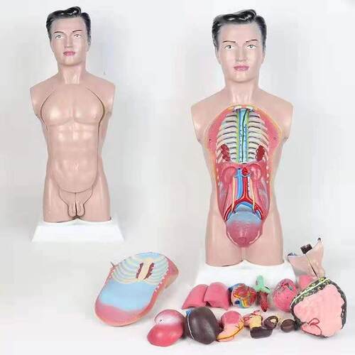 45CM男性人体解剖模型F人体躯干模型早教模型医