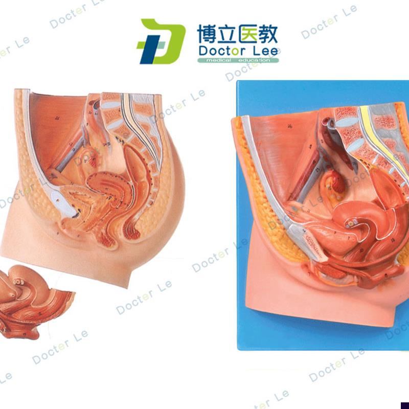 女性盆腔正中矢状切面模型 女性矢E状解剖模型 女性生殖器解剖