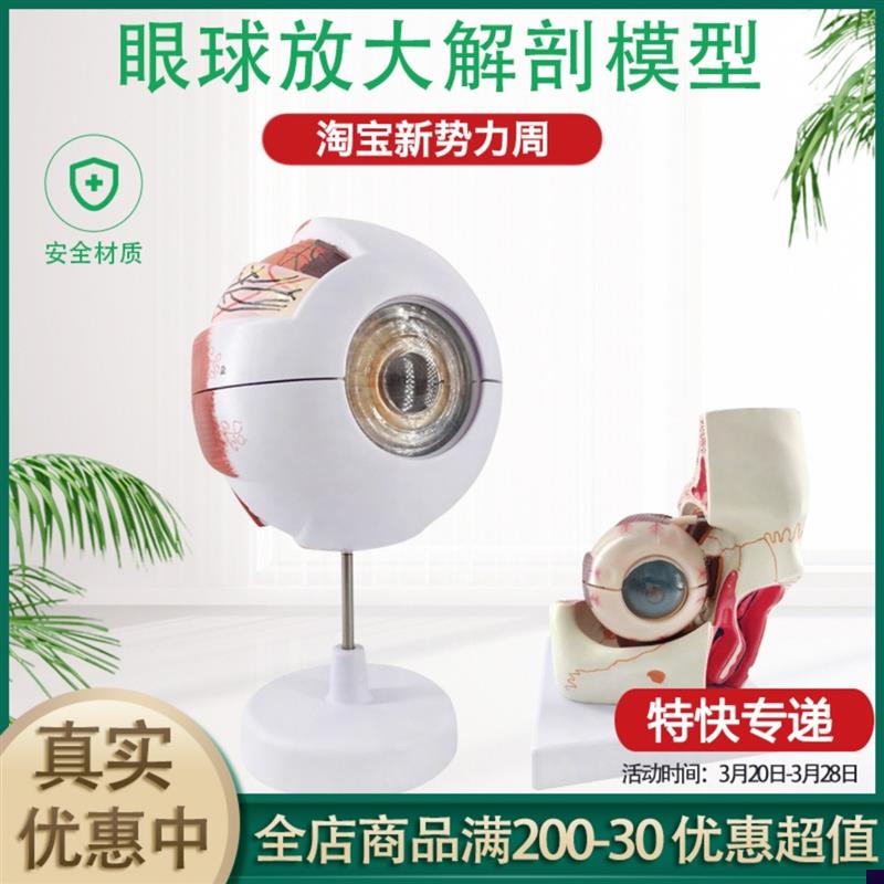 眼球与眼眶放大模型 眼球模型 眼C睛解剖模型 视觉系统 视神经分