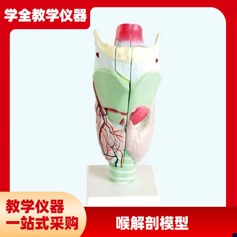 喉咙解剖咽喉模型 放大标本喉部血管甲状腺喉结头医Y院教学模型