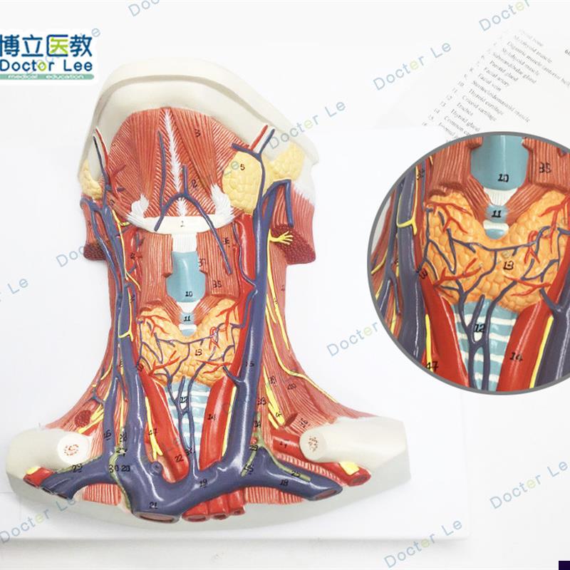 颈部血管b神经肌肉解剖模型头脑颈部血管神经脑模型 神经科