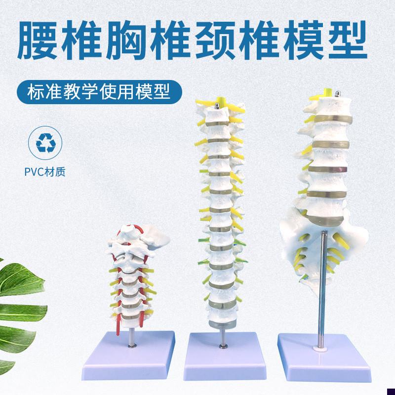 1比1脊柱模型人l体骨骼模型颈椎骨血管胸椎神经腰椎间盘医用教学