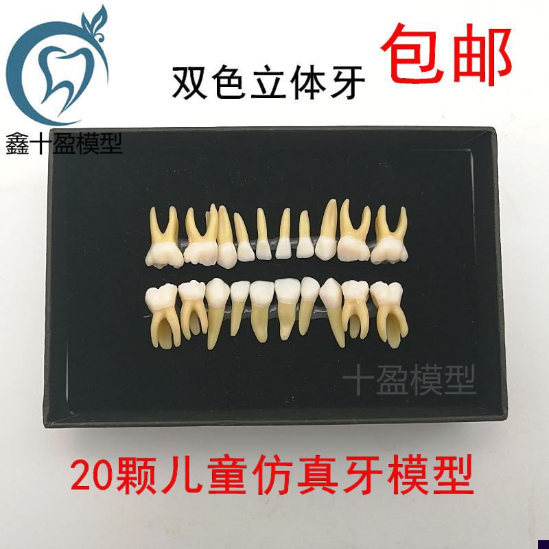 20颗双色乳牙有牙根开髓离体牙模型 儿童全口标准牙齿模W型 M7020