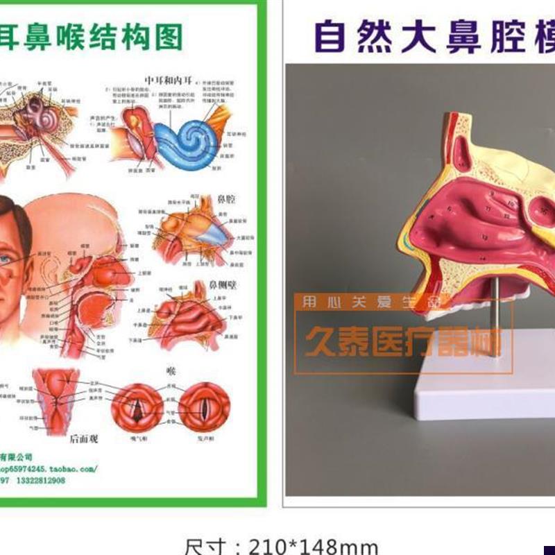 人体鼻腔解剖模型 教学模型u 鼻子模型 五官科医用模型 耳鼻喉包