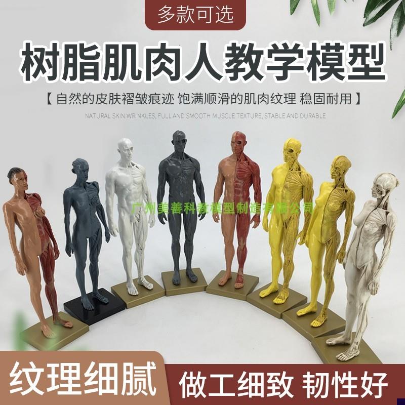 30cm艺用人体模型 肌肉解剖结构 骨骼N解剖 CG解剖模型男女