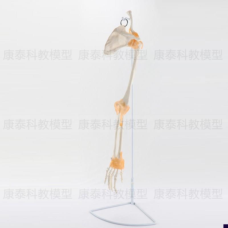 人体下肢骨d模型髋骨膝关节脚踝韧带仿真1:1塑胶假骨膝盖弯曲活动