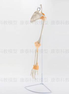 人体下肢骨d模型髋骨膝关节脚踝韧带仿真1:1塑胶假骨膝盖弯曲活动