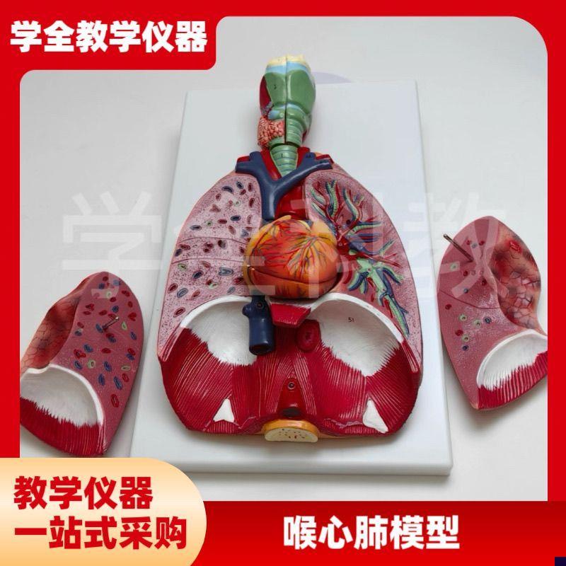 自然大人体喉心肺模型喉咙甲状腺肺心脏模L型呼吸系统肺部内脏解
