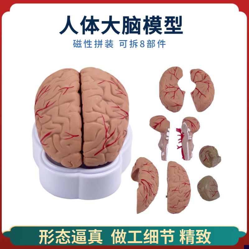 医学人体大e脑解剖模型脑半球脑干脑室间脑小脑动脉模型神经外科