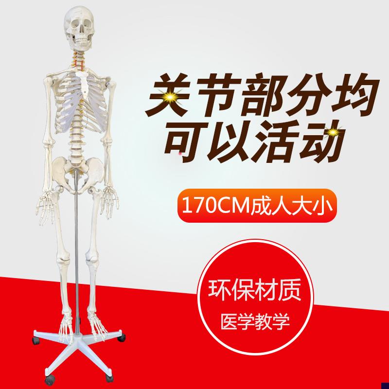 包邮美术艺用医科教学模型170cm人体J大骨骼模型骨架解剖关节模型