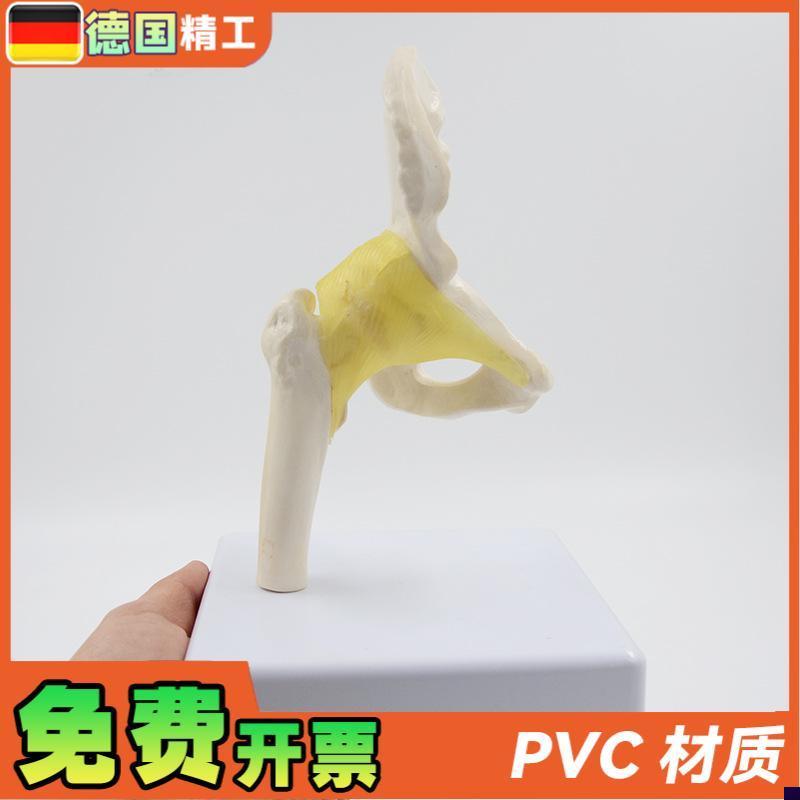 德国】小型髋关节模型康复教学教具韧带骨盆股V骨医药促销礼品