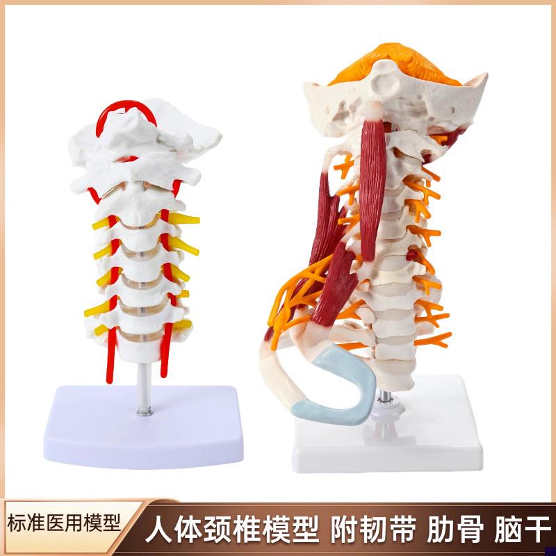 高级颈椎带肌肉椎动脉后枕骨椎间盘与神经模型颈T椎带肌肉模型颈