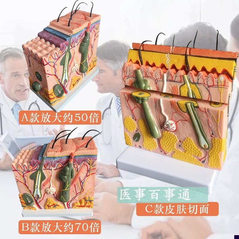 皮肤模型 人体皮肤结构模型w 皮肤层次构造 皮肤放大解剖模型美容