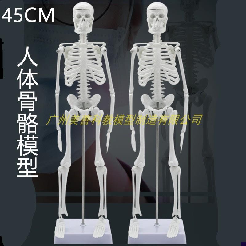 45cm人体骨骼模型骨架带肌肉模型 仿真 P可拆卸 医学正骨教学
