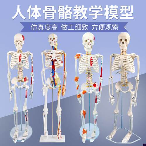 85cm170cm人体骨骼模型骨x架可拆卸 人体脊柱模型仿真小白骷髅标