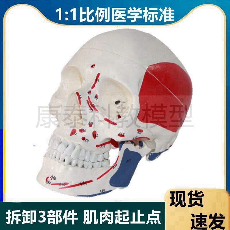 头骨模型颅e骨结构肌肉起止点标识仿真1比1骨髅头美术艺考医学教