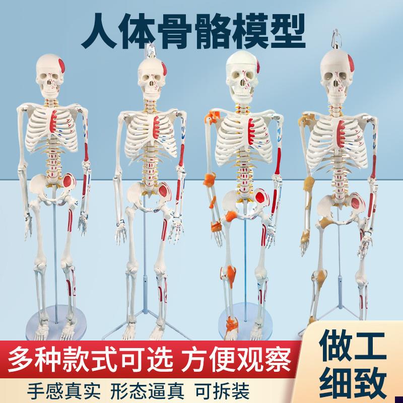 成人体肌肉骨骼结构全身解u剖骨架模型可拆卸医用脊椎小白骷髅教