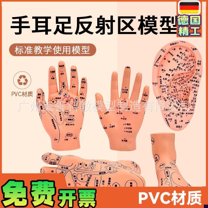 手部穴位针灸g模型 足底按摩 脚部按摩 艾灸穴位足部 耳穴模型