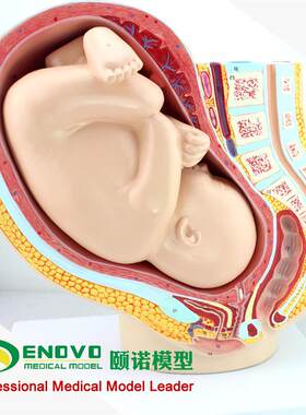 ENOVO颐诺 人体女性妊娠足y月胎儿盆腔系统模型怀孕生殖系统子宫