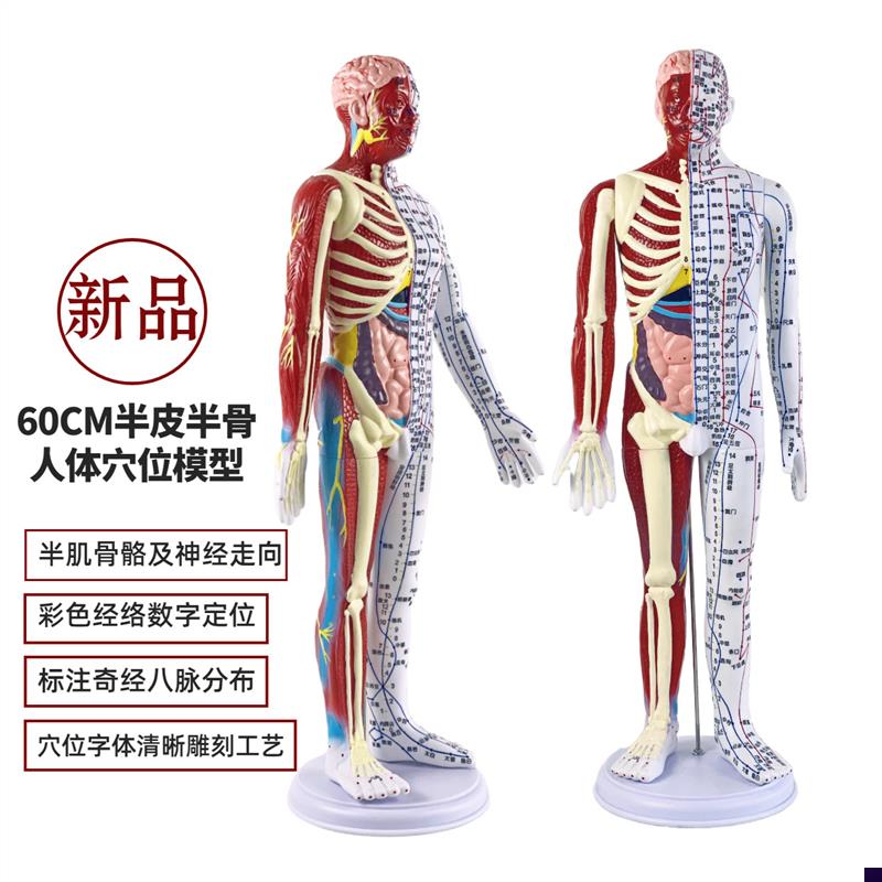超清晰60CM人体针灸模型半肌肉骨骼内脏O模型中医经络穴位模型
