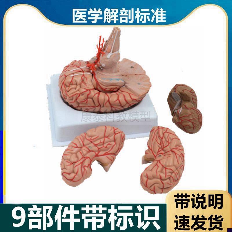脑解剖模型可拆卸血管脑干大脑皮层D功能区神经中枢脑卒中医用教