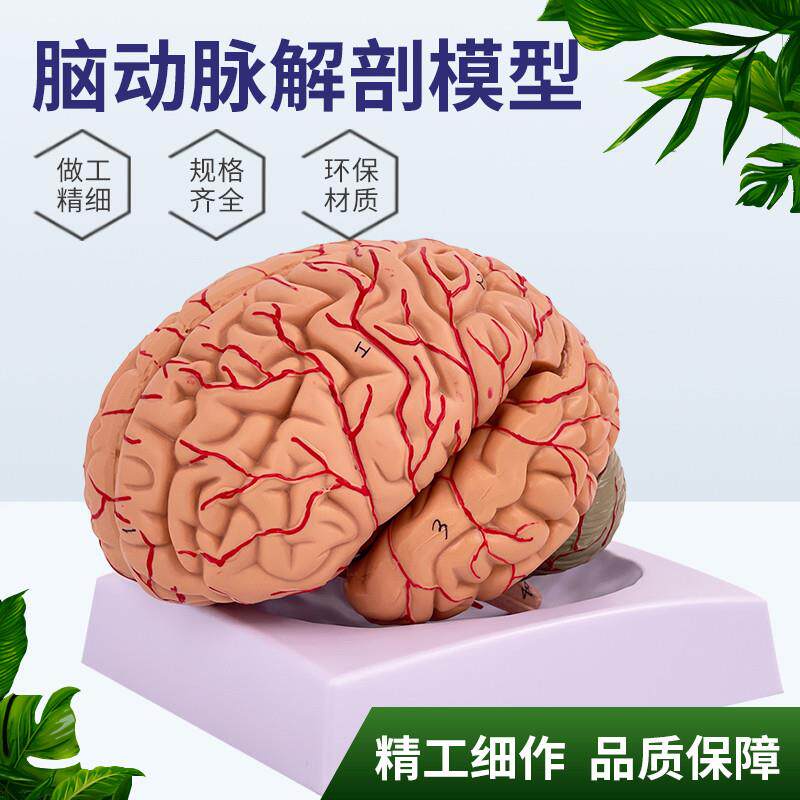 1:1大脑功能i分区模型脑模型医学脑模型皮层分区模型医学示教模