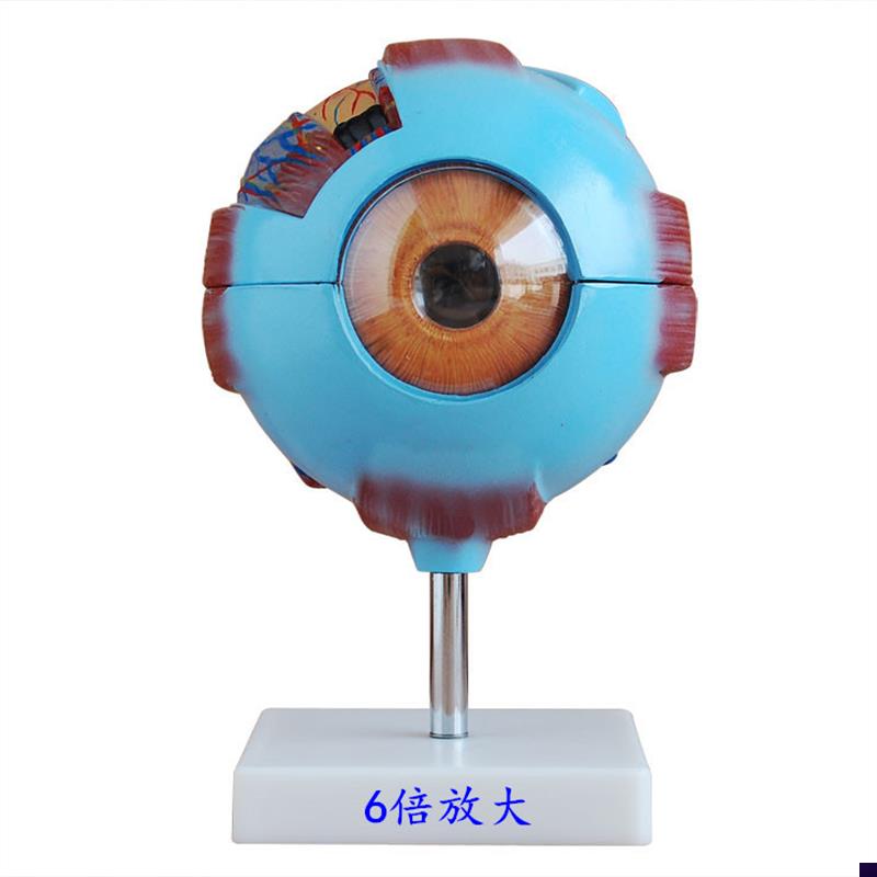 眼球放大模型,人体解剖教学展示眼睛O可拆卸结构 包邮