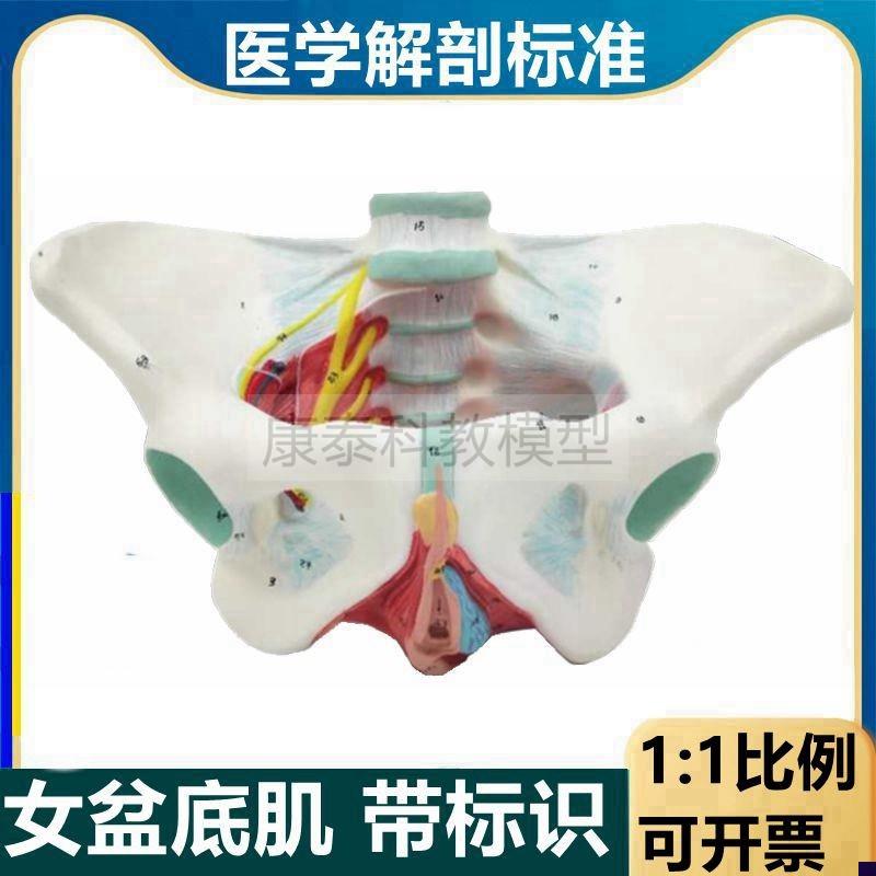 盆底肌模型女性骨盆结构盆腔器官阴道口尿道O肛门肌肉产后修复月