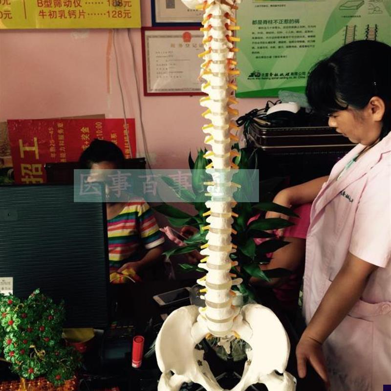 (全国包邮c)85cm自然大脊椎模型 1:1比例人体脊柱带骨盆椎间盘