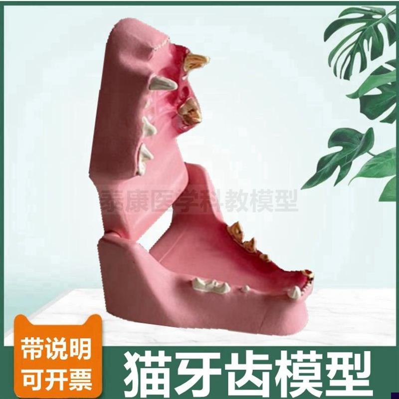 猫咪牙齿模型病理牙龈口s腔兽医动物医生教学礼品犬科牙齿真实倒