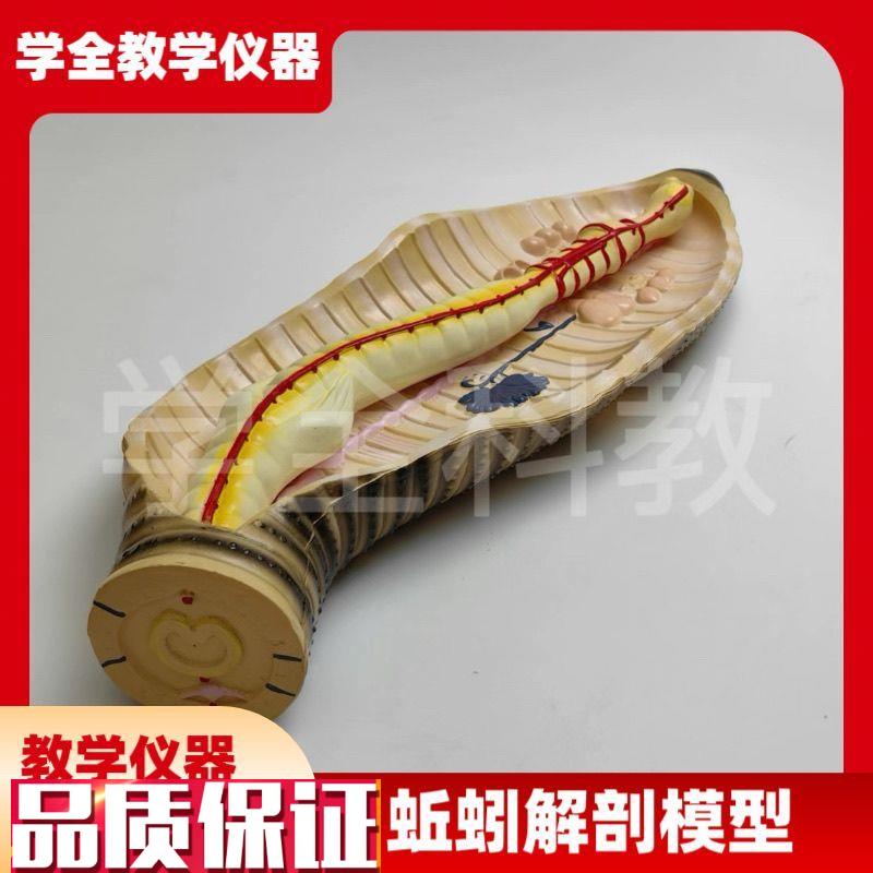 蚯蚓解剖模型蚯蚓结构初高中生物教学器具教学仪器实Z验器材教具