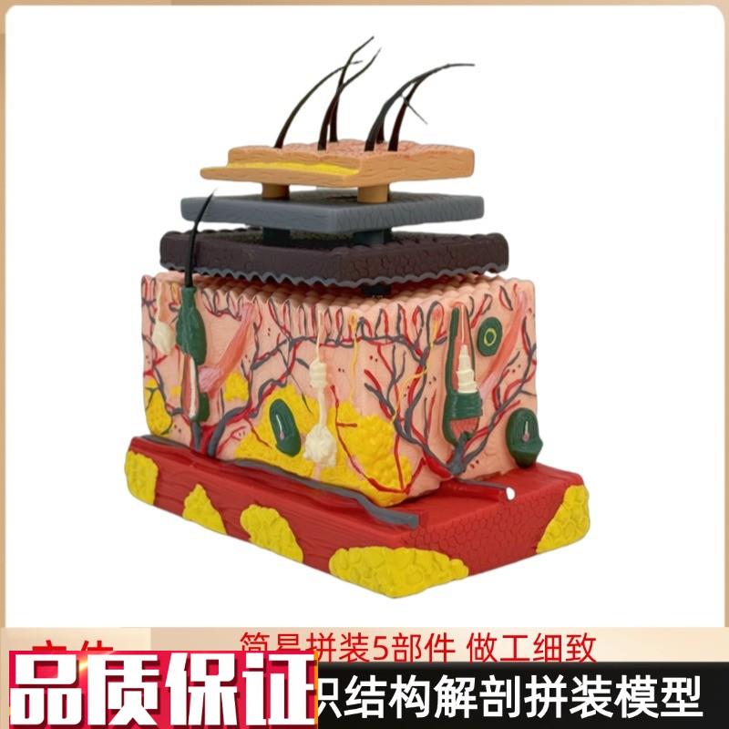 医学立体皮肤组织结构放大模型人体层次构造分层S解剖模具整形头