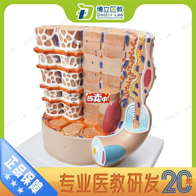 热销骨骼肌纤维显微解剖模型y骨骼肌模型胶原纤维网状纤维人体骨