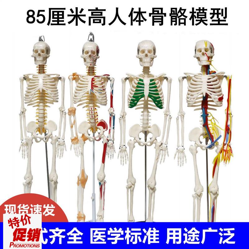 人体骨骼模型85厘n米仿真骨架肌肉韧带四肢关节手脚健身医用瑜伽