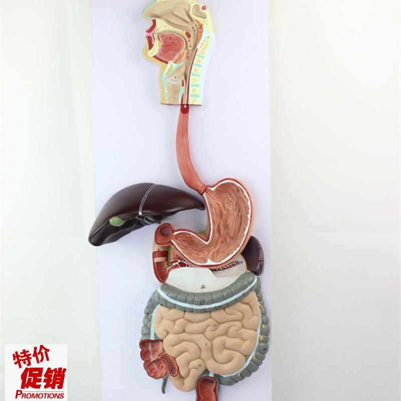 胃肠模型人体消化系统模型结构食道胃肠道K肝胆囊盲肠教学模型医