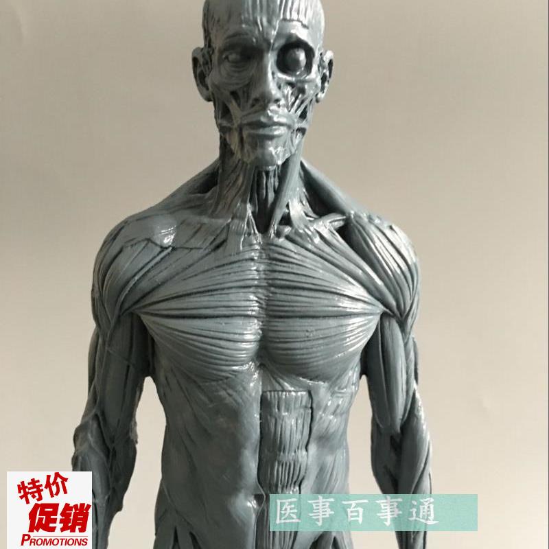 30cm艺用人体模型肌p肉骨骼解剖人体结构美术模型CG绘画雕塑肌肉