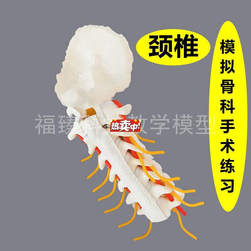 热销颈椎模型人工i假骨头医生手术练习钻孔打钉彷真脊柱神经韧带