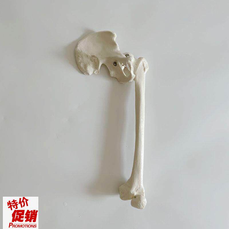 康泰模型髋关节股骨大腿人体1比1仿真医用塑胶Q假骨头骨科示教促