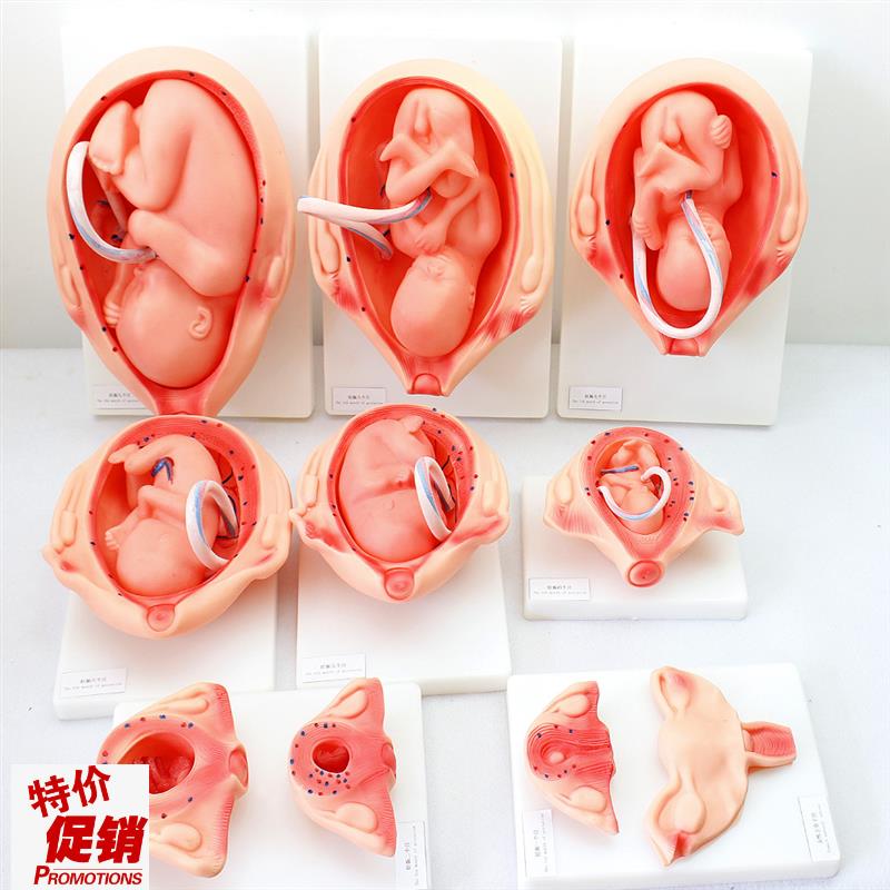 ENOVO颐诺妊娠胚胎发育模w型胎儿发育过程模型10部件计划生育教具