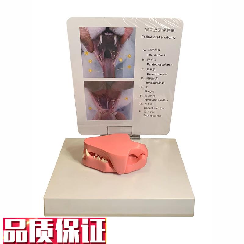 康泰模型猫科口腔牙齿宠物医院z兽医药促销礼品猫咪头骨标本高仿