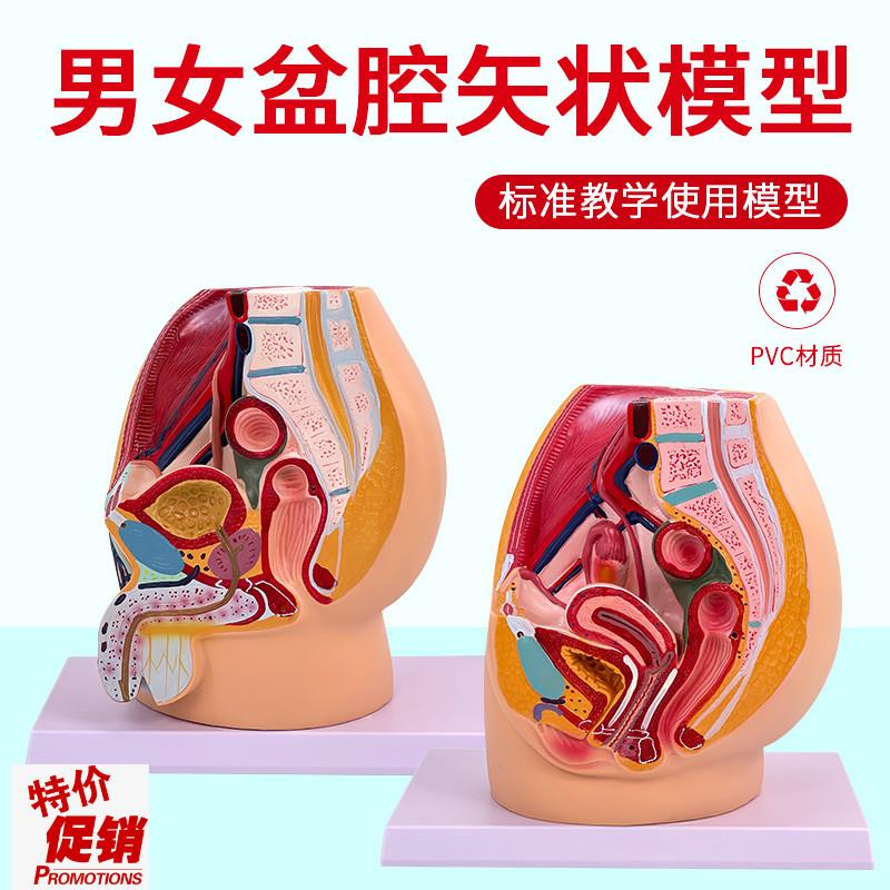 教学女盆a腔模型女性泌尿生殖系统标本正中矢状切人体解剖教学模