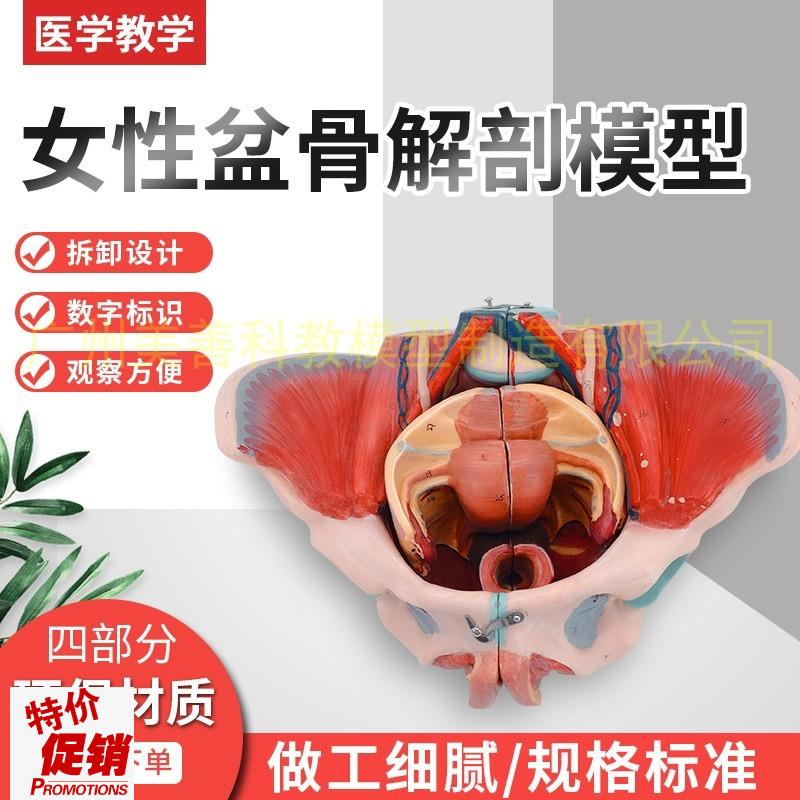 女性骨盆a附生殖器官解剖模型女性骨盆带血管神经模型骨盆模型
