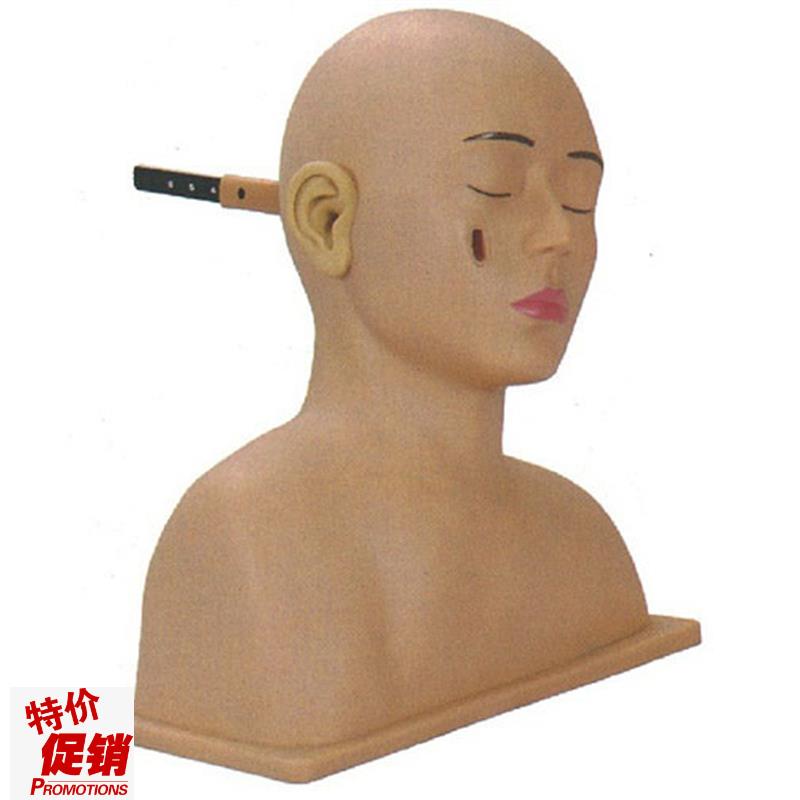 高级耳诊断模型耳R部检查模型
