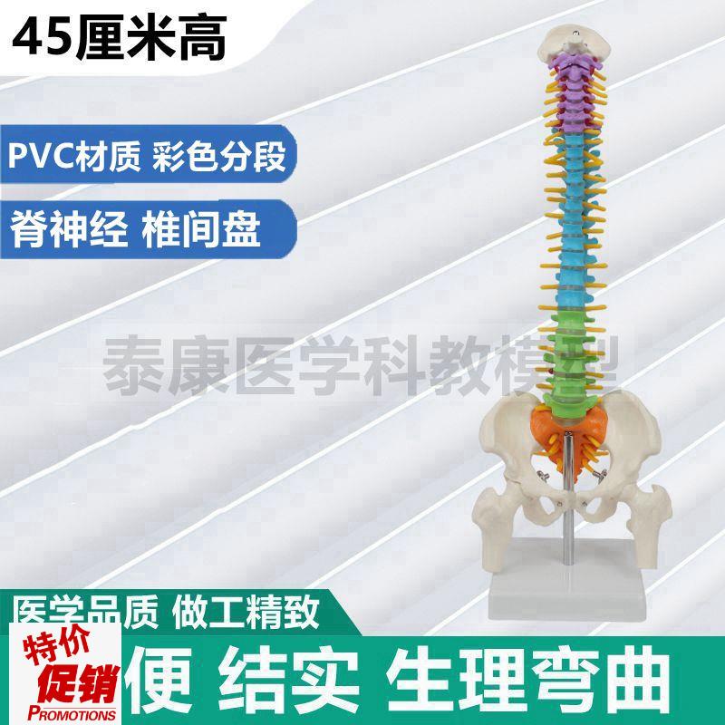 45厘米人体脊柱模型彩色分段神经椎间盘骨盆股骨头V正骨推拿小针
