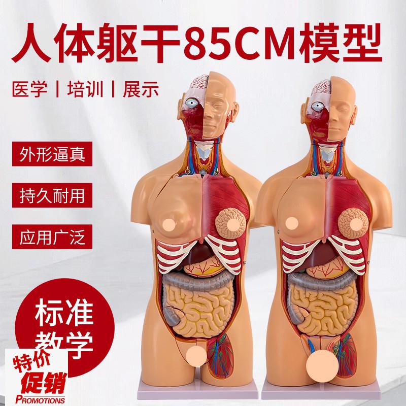 85CM人体e器官结构解剖模型可拆卸40件内脏大脑心脏躯干模特教学